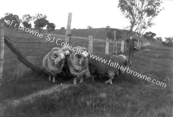 MERINOS AT SUNNYRIDGE